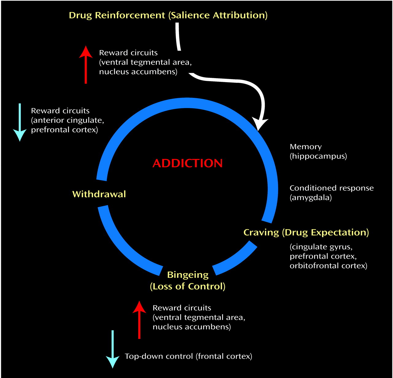 Drug Addiction and Its Underlying Neurobiological Basis: Neuroimaging ...