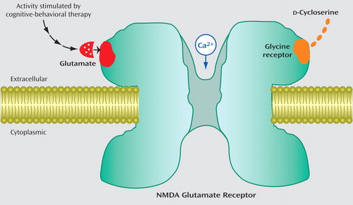d cycloserine nmda receptor